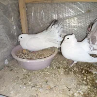 نروماده چتری|پرنده|خمینی‌شهر, |دیوار