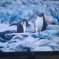 تلوزیون الیدی سامسونگ ۴۰