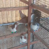 کبوتر رنگی|پرنده|تهران, آهنگ|دیوار