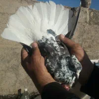 کفتر سینه ماش  تخت دمسفید