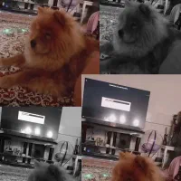 لوکی نژاد چاوچاو