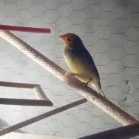 فنچ ستاره  ای نره معاوضه  با ماده