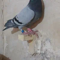 کفتر سبز پلاکی خوب|پرنده|شیراز, کفترک|دیوار