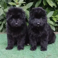 توله ژرمن بلک