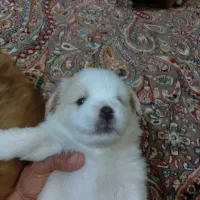 سگ.|سگ|همدان, |دیوار