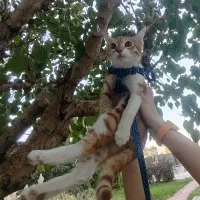 واگذاری گربه DSH|گربه|تهران, بلوار کشاورز|دیوار