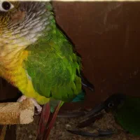 گرینچیک جفت ردفکتوریلوسایدبا۴عددجوجه تپل|پرنده|مشهد, ویلاشهر|دیوار