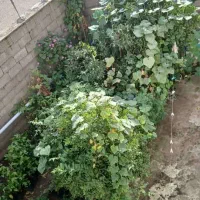 استخدام پرستار در منزل