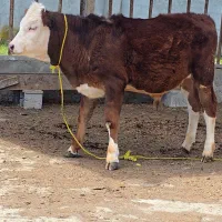 گوساله نر سیمینتال شرابی(خلوص بالا)