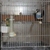 طوطی برزیلی|پرنده|قیدار, |دیوار