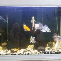 ماهی کوی|ماهی|تهران, کیانشهر|دیوار