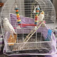 عروس هلندی|پرنده|چناران, |دیوار