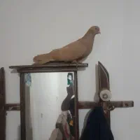 کبوتر