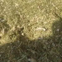 فروش2تن کاه لوبیا|لوازم جانبی حیوانات|مرودشت, ابوذر شمالی‎|دیوار