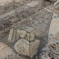 قفس قناری و مرغ عشق