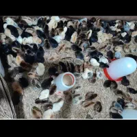 جوجه محلی وجوجه غاز محلی ۳روزه|حیوانات مزرعه|گلوگاه بابل (گلیا), |دیوار