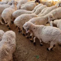 تعداد۶۰عددگوسفندبلوچی چاق وچلّه|حیوانات مزرعه|نهبندان, |دیوار