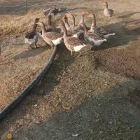 فروش تعداد12عدد غاز محلی اصیل|حیوانات مزرعه|محمدبار, |دیوار