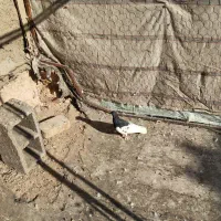 کفتر یال سیاه|پرنده|شیراز, تندگویان|دیوار