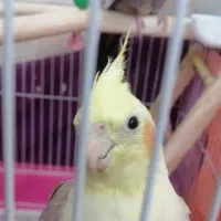 یک جفت عروس هلندی کاملا دستی و سخنگو