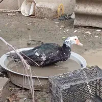 فروش اردک اسرائیلی در چالوس . هچیرود|حیوانات مزرعه|هچیرود, |دیوار