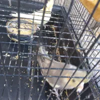 جوجه عروس هلندی|پرنده|مشهد, ویلاشهر|دیوار