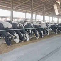 فروش کود گاوی|حیوانات مزرعه|چهاردولی, |دیوار