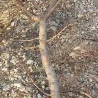 فروش چوب هرسی میوه ذغال،پوشال،خاک اره|خدمات باغبانی و درختکاری|خاوه, |دیوار