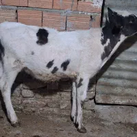 گوساله ماده  دورگ هلشتاین
