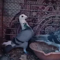 جفت ابلغ