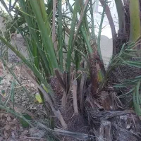 دمیت/پاجوش حاج باقری