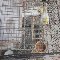 یک جفت عروس هلندی نر وماده مولد