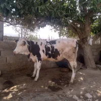 یک عدد گوساله ماده