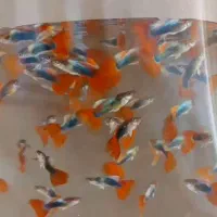 ۱۰۰۰ عدد ماهی گوپی بیگ ایر رد توکسیدو گلدن|ماهی|تهران, والفجر (افسریه)|دیوار