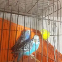 مرغ عشق باقفس|پرنده|تهران, شهرک فردوس (حسینی)|دیوار