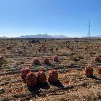 پیاز زرد درجه یک فروش عمده|خوردنی و آشامیدنی|بسطام, |دیوار