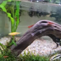 پالاداریوم فعال