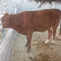 گاووگوساله
