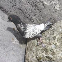 کبوتر طاووسی