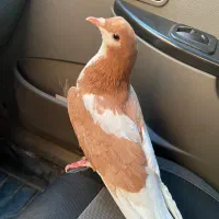 کبوتر کفتر گمشده
