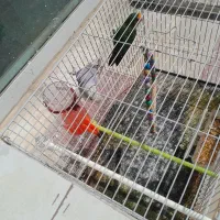 عروس هلندی و کوتوله