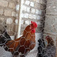 خروس جوان|حیوانات مزرعه|حمیدیا, |دیوار