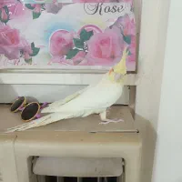 عروس هلندی گمشده|پرنده|شوشتر, |دیوار