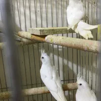 عروس هلندی آلبینو خالص چشم شرابی|پرنده|شهریار, شهریار|دیوار