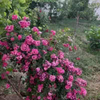 ویلا باغ حیدره مشاور شایگان