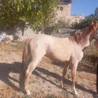 اسب نر ۳۰ ماهه