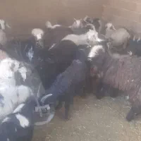 گوسفند زنده کهره بره|حیوانات مزرعه|شیراز, محمدیه|دیوار