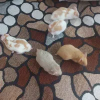 همستر های بامزه