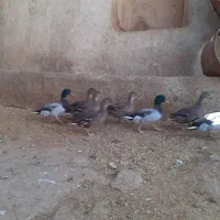 اردک کوهی کله سبز|حیوانات مزرعه|کوهدشت, |دیوار