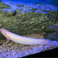 2عدد ماهی پولی آلبینو|ماهی|تربت‌حیدریه, ۴۵ متری|دیوار